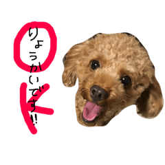 [LINEスタンプ] 愛犬りく君