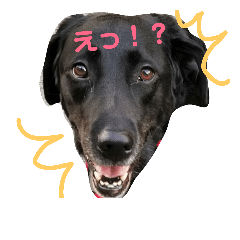 [LINEスタンプ] 黒ラブ はなちゃん2