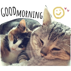[LINEスタンプ] うちんちの猫。