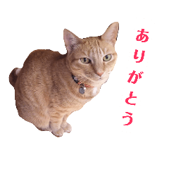 [LINEスタンプ] かまめスタンプ1