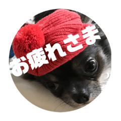[LINEスタンプ] チワワ 使えるスタンプ③