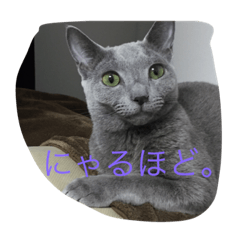 [LINEスタンプ] ロシアンブルーのぴんく6の画像（メイン）