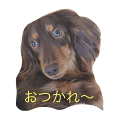 [LINEスタンプ] ミニチュアダックスのヴェル