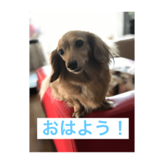 [LINEスタンプ] ミニチュアダックスフントいちご