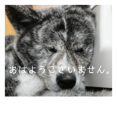[LINEスタンプ] 気持ち秋田犬