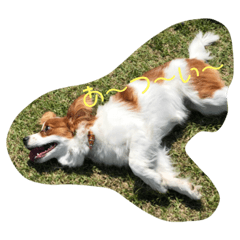 [LINEスタンプ] はっぴーとるるのスタンプ