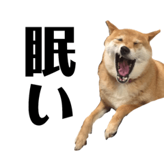 [LINEスタンプ] 柴犬の日常スタンプ