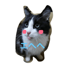 [LINEスタンプ] ねこ  にゃー！