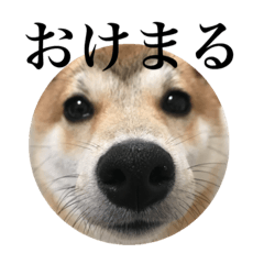 [LINEスタンプ] 豆柴のでこまるくん♥︎1