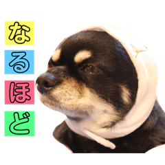 [LINEスタンプ] たれ耳ちわわのロビン