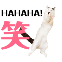 [LINEスタンプ] アクティブ・にゃんこ4