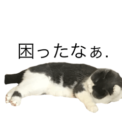 [LINEスタンプ] 猫での日常スタンプ
