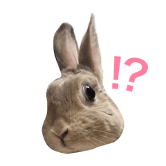 [LINEスタンプ] うさぎのミモたん