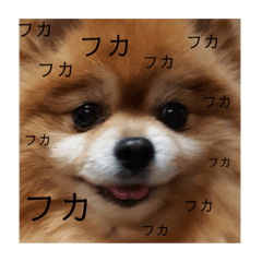 [LINEスタンプ] ランとゆきの毎日です