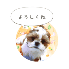 [LINEスタンプ] シーズー(Pono)の日常