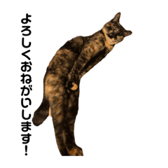 [LINEスタンプ] おもしろ あずゅき ねこ