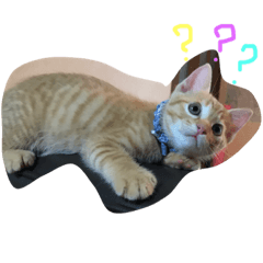 [LINEスタンプ] ちゃーたん、チャビ