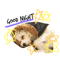 [LINEスタンプ] 宮下わんわんず