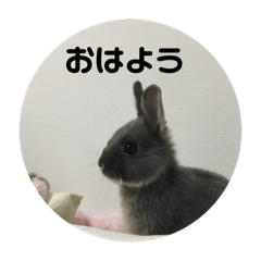 うさぎのレミー①