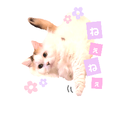 [LINEスタンプ] ねこちゃんs