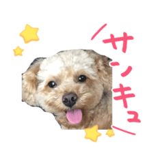 [LINEスタンプ] ここみぃひぃたん