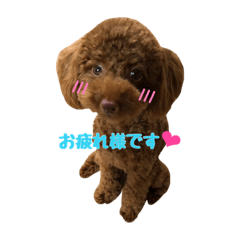 [LINEスタンプ] トイプードルの小麦＆ペキプーのペキ助