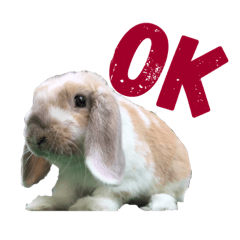 [LINEスタンプ] 我が家のうさぎ「まぁ坊」と「ココちゃん」