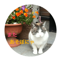 [LINEスタンプ] リーフの日常会話♡
