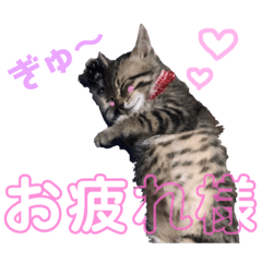 [LINEスタンプ] 愛犬＆愛猫スタンプ