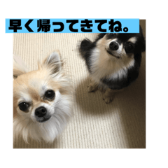 [LINEスタンプ] チワワ 主婦 彼氏編