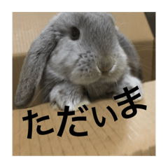 [LINEスタンプ] 犬兎山羊