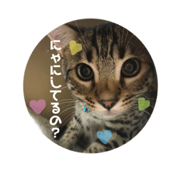 [LINEスタンプ] 猫スタンプにゃん