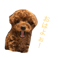 [LINEスタンプ] タイニープードルのラテくん#1