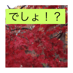 [LINEスタンプ] フラワーすたんぷ