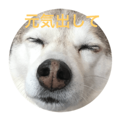 [LINEスタンプ] 柴＆ハスキーミックス犬、ごまちゃん
