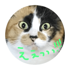 [LINEスタンプ] 天然目ヂカラ ミケコたん かく語りき