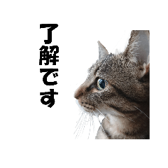 [LINEスタンプ] にゃむにー