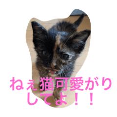 [LINEスタンプ] 猫たちの沢山のつぶやき