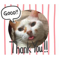 [LINEスタンプ] 白っぽい猫