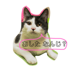 [LINEスタンプ] おまきちゃん家のきなこ