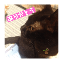 [LINEスタンプ] 黒猫クゥーちゃん