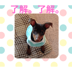 [LINEスタンプ] まさ屋の番犬ルルちゃん