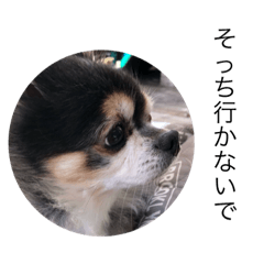 [LINEスタンプ] チワワのキモチ