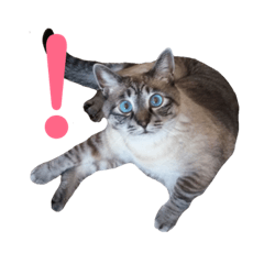 [LINEスタンプ] Perfect Cat MOMO