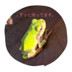 [LINEスタンプ] ゲコちゃん