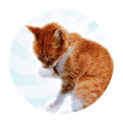 [LINEスタンプ] うちのねこ   りゅーさん