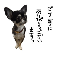 [LINEスタンプ] 敬語チワワまるとちび1