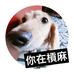 [LINEスタンプ] かわいい。ニーニ