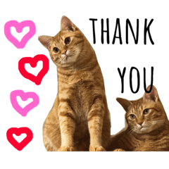 [LINEスタンプ] 猫★キキとチャチャ