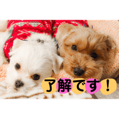 [LINEスタンプ] ビビノア！